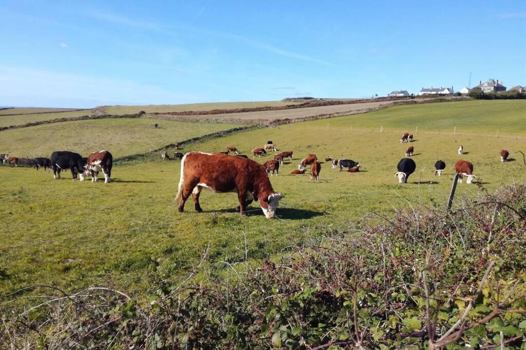 Farm Accommodation - The Lizard Peninsula, Cornwall Helston Exterior photo